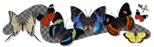 Niine butterfly icons, in various sizes.