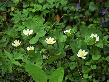 Wallpaper of Bloodroot Flowers