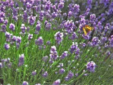 Wallpaper of Lavender and Butterfly