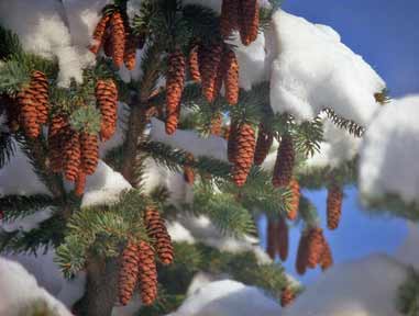 Wallpaper Winter Pine Cones