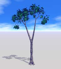 A tree with branches that fork almost at the tip, and leaves all bunched at the tip of the branches