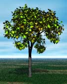 Render; Tree with yellow green and yellow leaves