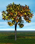 Render; Tree with yellow and orange leaves
