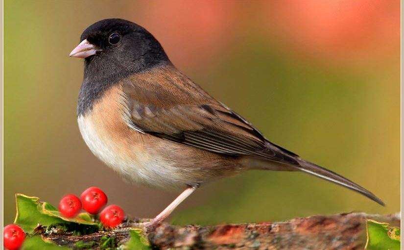 Junco with red berries